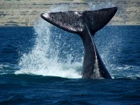 ballenas en la Patagonia