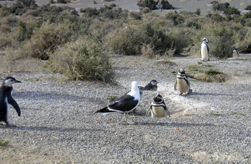 Punta Tombo, Madryn