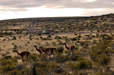 Guanacos en Camarones