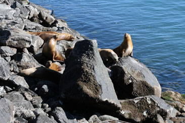 Lobos marinos en puerto de Comodoro