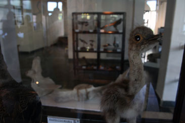 Museo Regional Patagnico Antonio Garcs de Comodoro