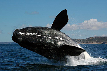 Ballenas Franca Austral