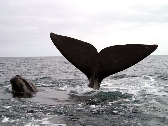 Ballenas en Madryn