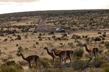 Guanacos en la meseta