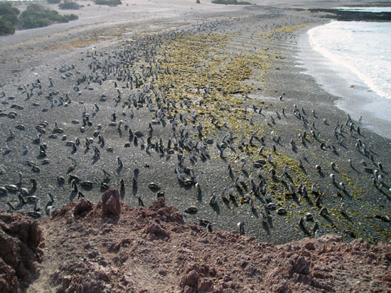 Punta Tombo, Madryn