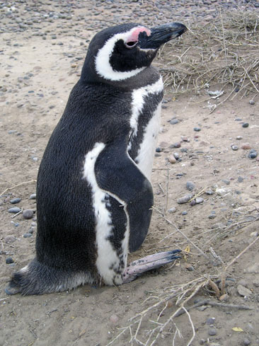 Punta Tombo, Madryn