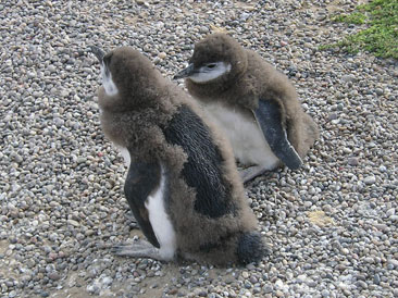 Punta Tombo, Madryn