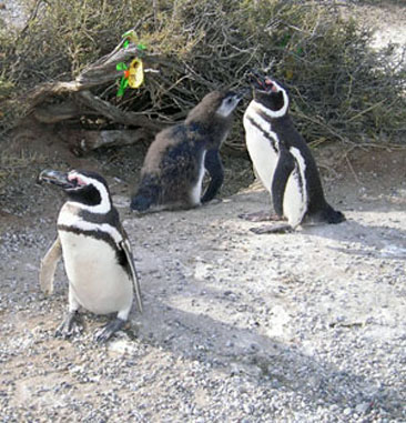 Punta Tombo, Madryn