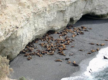 Punta Loma, Madryn