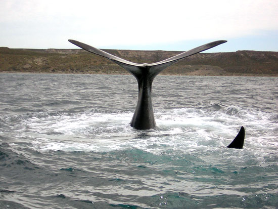 Ballenas en Madryn