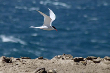 aves en piramides