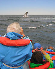 Avistaje de ballenas