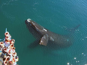 Ballena en Pirmides