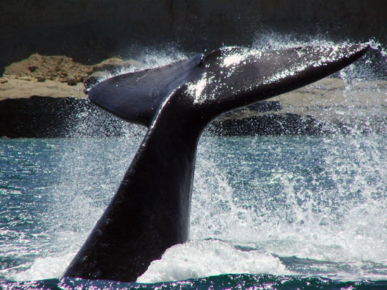 Cola de ballena, Pirmides