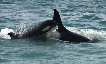 orcas en Punta Norte