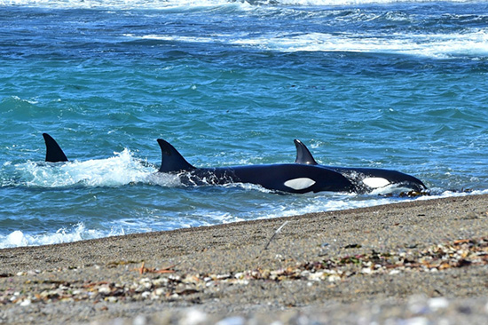 orcas chubut