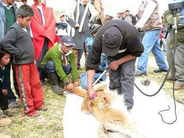 Fiesta Esquila en Ro Mayo