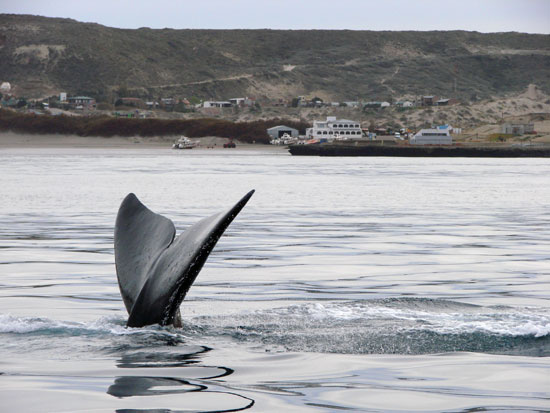 Ballenas en Pirmides