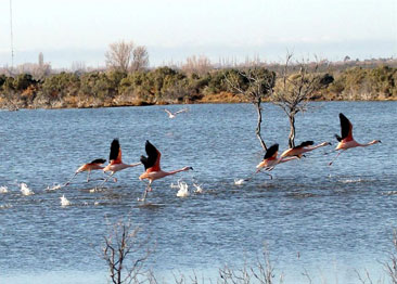 lagunas del ornitologo, trelew