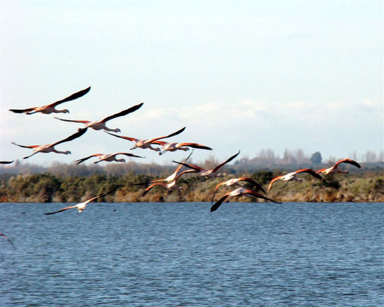 Lagunas Ornitlogo, Trelew