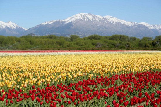 tulipanes en Trevelin