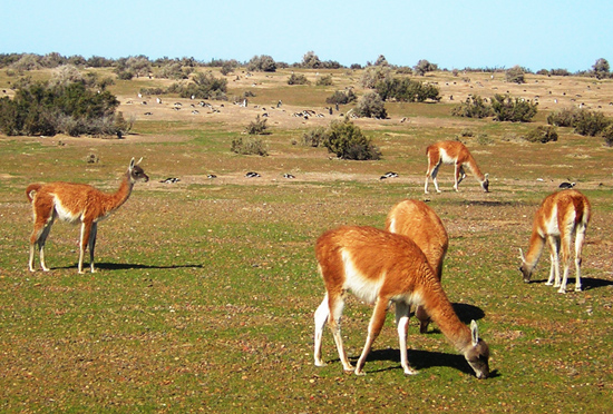 guanacos