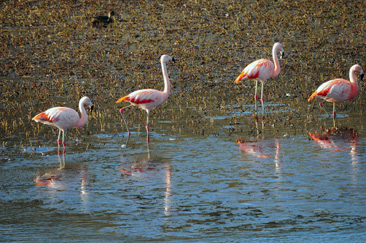 flamencos