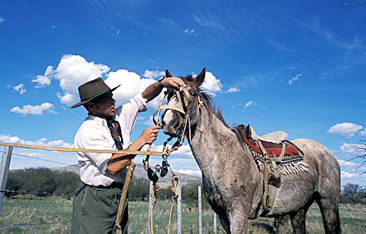 gaucho