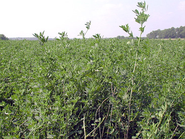 alfalfa