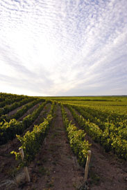 viñedos