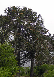 araucaria