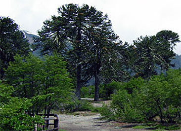 araucarias