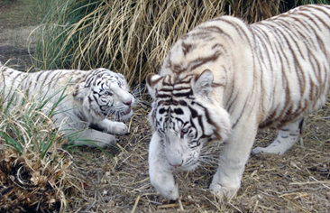 tigres de bengala