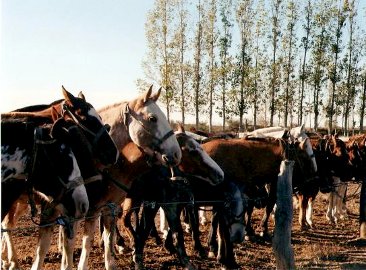 caballos fiesta ternero