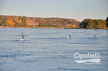 cisnes en el limay
