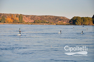 cisnes en el limay