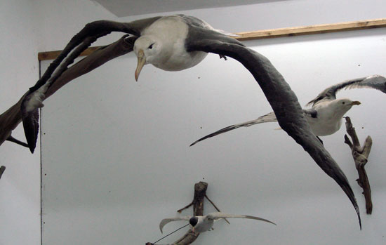 museo ornitologico, el bolson