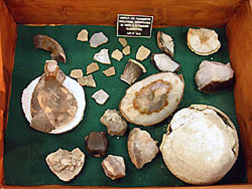Huevos de dinosaurios petrificados sale