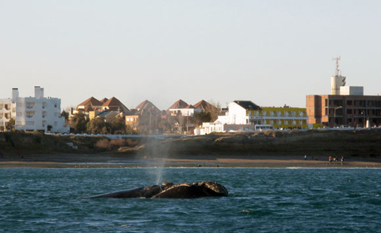 ballenas las grutas