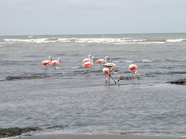 flamencos, las grutas