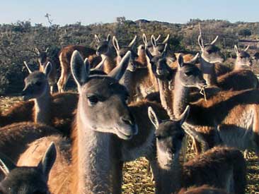 guanacos los menucos