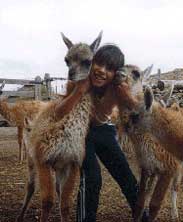 guanaco los menucos