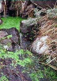 mojarra desnuda, sierra grande