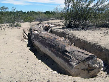 bosque petrificado valcheta