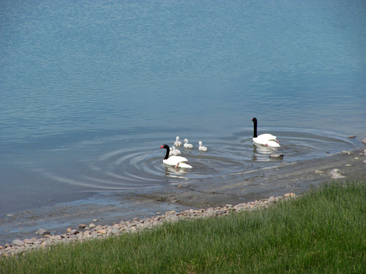 cisnes en piedrabuena