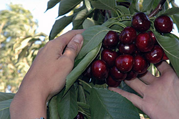 cerezas