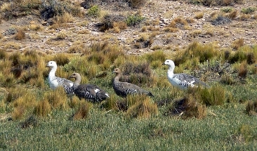 patos