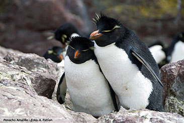 pinguino-conhijo