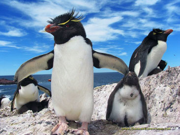 pinguinos