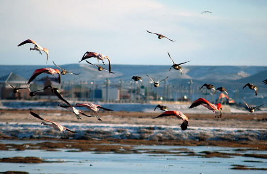 flamencos